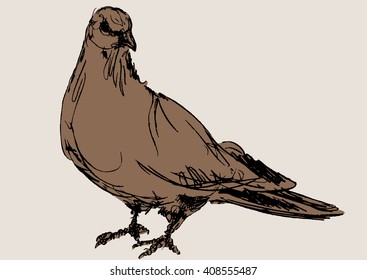 dove vector, hand draw sketch 