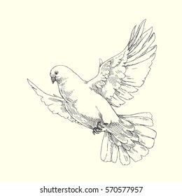 Dove. Vector hand drawn illustration of flying pigeon isolated on white