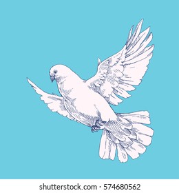 Dove. Vector hand drawn illustration of flying pigeon isolated on blue background. Beautiful white bird in the sky