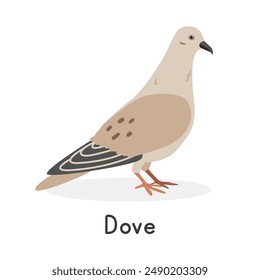 Dove vector illustration. Cute dove cartoon clipart, bird animal in flat style. Farm animals concept, rural farming. Livestock poultry dove vector design isolated on white background