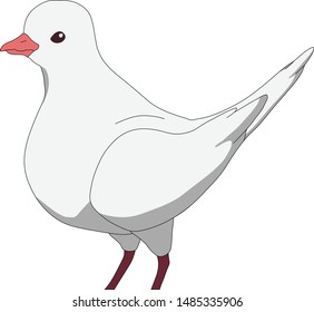 Dove. Vector dove. Vector image