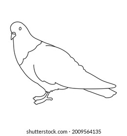 Dove vector outline icon. Vector illustration pigeon on white background. Isolated outline illustration icon of dove .
