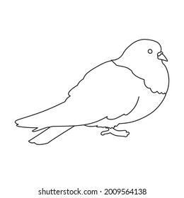 Dove vector outline icon. Vector illustration pigeon on white background. Isolated outline illustration icon of dove .
