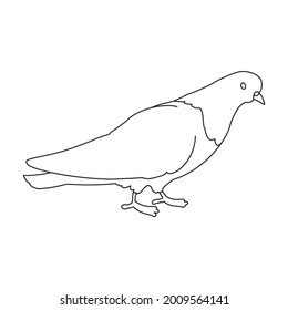 Dove vector outline icon. Vector illustration pigeon on white background. Isolated outline illustration icon of dove .
