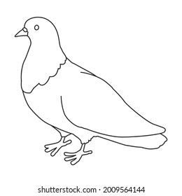 Dove vector outline icon. Vector illustration pigeon on white background. Isolated outline illustration icon of dove .