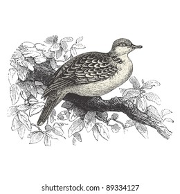 Dove - ilustración vintage - "Cent récits d'histoire naturelle" de C.Delon publicado en 1889 Francia