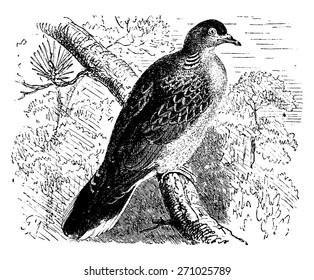 Dove, vintage engraved illustration. La Vie dans la nature, 1890.