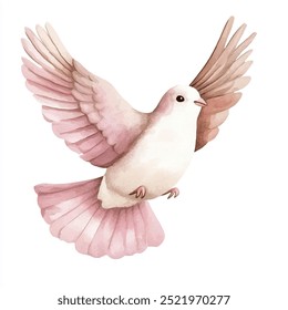 Dove watercolor clipart isolated white background 