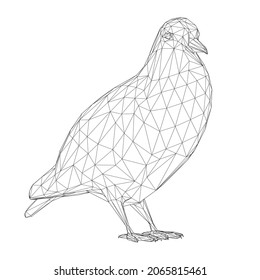 Dove wireframe from black lines isolated on white background. 3D. Vector illustration