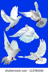 doves collection