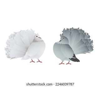
doves feathered domestic circus purebred gray and white couple love wedding tenderness character for animation nature biology zoology veterinary world