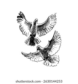 Doves flying, symbol of peace. Elegant sketch style. Hand drawn vector illustration