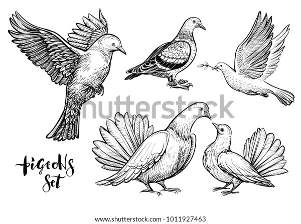 Doves Hand Drawn Illustration Vector Line Stock Vector (Royalty Free ...