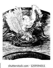 Doves in love, vector
image in the technique of engraving