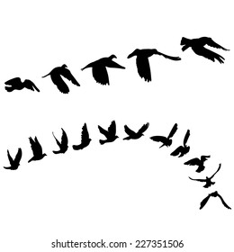 Doves and pigeons set for peace concept and wedding design. Flying dove sketch set. Vector