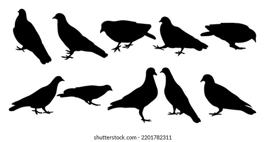 Doves pigeons standing, different pack of bird silhouettes, isolated vector