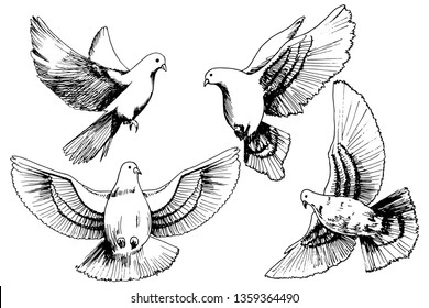 Doves set sketch on white background