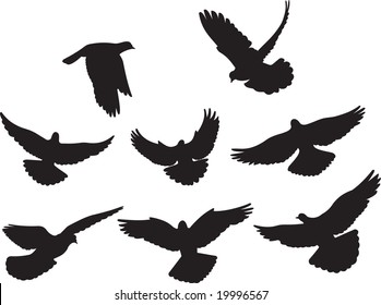 doves vector