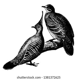 Doves which is on the right hand side is a common Australian bronze winged dove, vintage line drawing or engraving illustration.