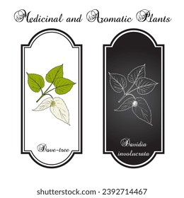 Dove-tree, or pocket handkerchief tree (Davidia involucrata), ornamental plant. Hand drawn botanical vector illustration