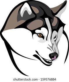 down turned head of the Siberian Husky