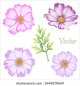 Download hand-drawn pink and purple cosmos blooms. Watercolor florals