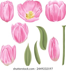 Download this hand-drawn spring flower illustration featuring delicate pink tulips.