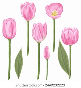 Download this hand-drawn spring flower illustration featuring delicate pink tulips.