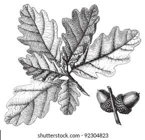 Downy Oak (Quercus pubescens) / vintage illustration from Meyers Konversations-Lexikon 1897