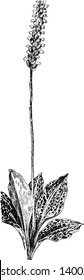 Downy Rattlesnake Plantain is a delight to encounter in the woods of Virginia. The leaves of this plant are rooted below and flowers are growing up, vintage line drawing or engraving illustration.
