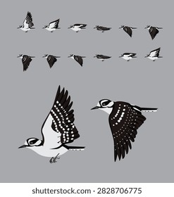 Downy Woodpecker Flying Animation Sequence Cartoon Vector