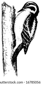 Downy Woodpecker, vintage engraved illustration.