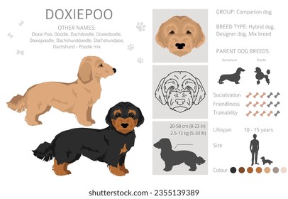 Doxiepoo clipart. Dachshund Poodle mix. Different coat colors set.  Vector illustration