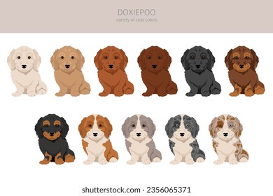 Doxiepoo clipart. Dachshund Poodle mix. Different coat colors set.  Vector illustration