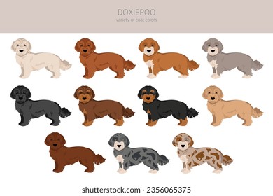 Doxiepoo clipart. Dachshund Poodle mix. Different coat colors set.  Vector illustration