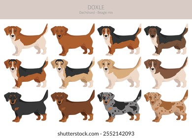 Doxle clipart. Dachshund - Mistura Beagle. Diferentes cores de casaco definido.  Ilustração vetorial