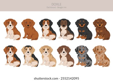 Doxle clipart. Dachshund - Mistura Beagle. Diferentes cores de casaco definido.  Ilustração vetorial