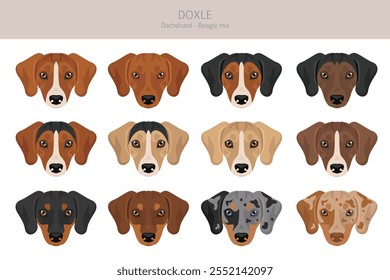 Doxle clipart. Dachshund - Mistura Beagle. Diferentes cores de casaco definido.  Ilustração vetorial