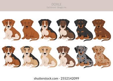 Doxle clipart. Dachshund - Mistura Beagle. Diferentes cores de casaco definido.  Ilustração vetorial