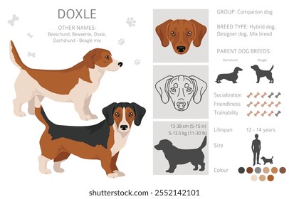 Doxle clipart. Dachshund - Mistura Beagle. Diferentes cores de casaco definido.  Ilustração vetorial