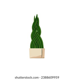 Dracaena angolensis in pot. Sansevieria cylindrical with pigtail shape leaves in flowerpot. Houseplant, potted plant, floral interior decoration. Flat isolated vector illustration on white background