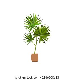 Dracaena braunii plants in flowerpot. Bamboo House plate in the pot isolated on white background. 3D Rendering, Illustration.