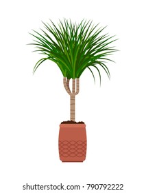 Dracaena house plant in flower pot vector illustration on white background