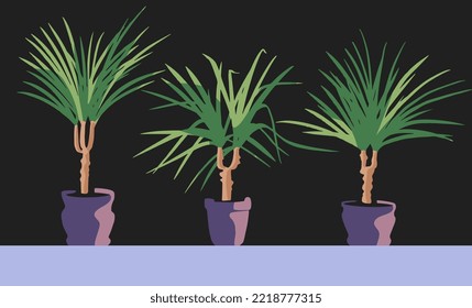 Dracaena Marginata in a pot. Home plant. Flat, vector design.  Vector illustration.