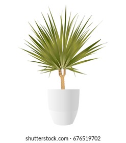 Dracaena Palm with pot