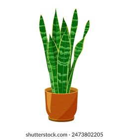 Dracaena plant on a ceramic plant pot. Popular houseplant also called as mother-in-law’s tongue on a isolated background.