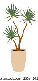 Planta Dracaena en olla, vector de dibujos aislados, popular flor interior conocida por sus largas hojas delgadas y color verde vibrante. Es de bajo mantenimiento y ayuda a purificar el aire en el hogar o en las áreas de oficinas