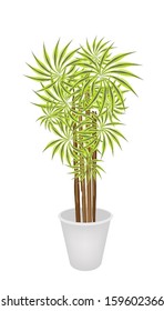 A Dracaena Plant or Yucca Tree in Flowerpot for Garden Decoration Isolated on A White Background. 