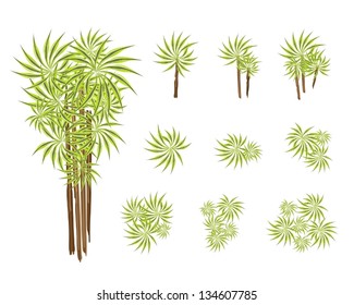 Dracaena Plant or Yucca Tree, An Illustration Collection of Beautiful Landscaping Tree Symbols and Isometric Treetops or Plants for Garden Decoration