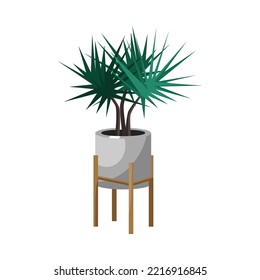 Dracaena in pot for home or office flat vector illustration. Indoor houseplant, flower in planter isolated on white background. Nature, urban jungle concept